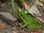 Green Frog In The Garden