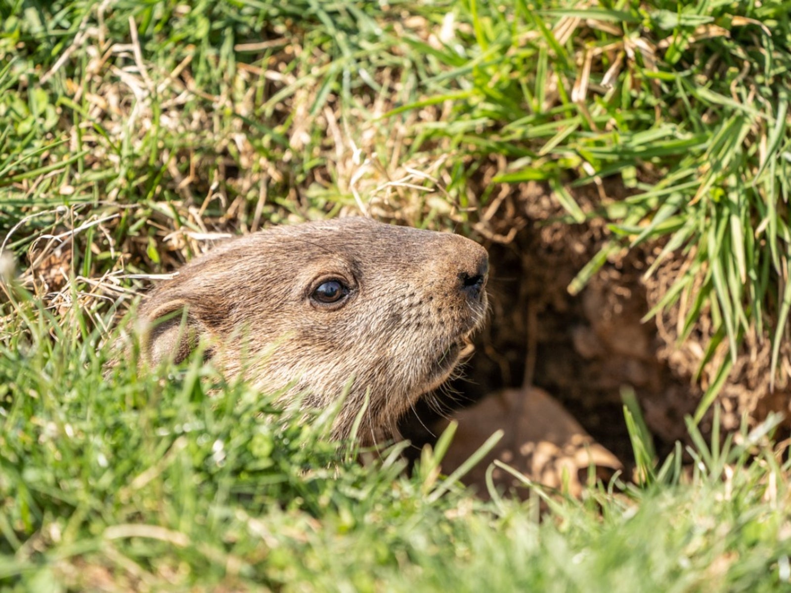 groundhog peeking out of his burrow