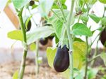 Verticillium Wilt In Eggplants