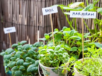 Herb Garden With Name Labels