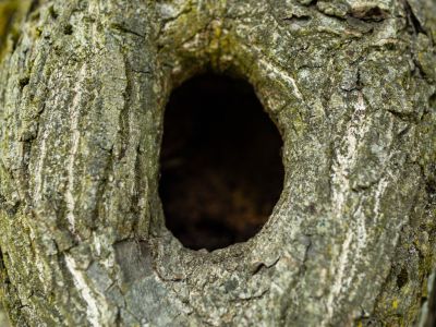 termite holes in tree