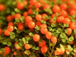 Orange Coral Bead Plant