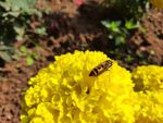 A Bee On Yellow Marigolds