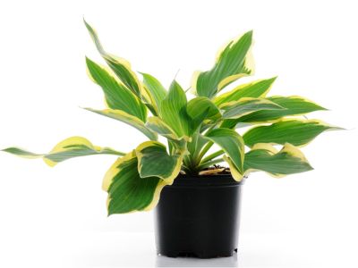 Container Grown Hosta Plant