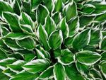 Green-White Midwest Hosta Plant
