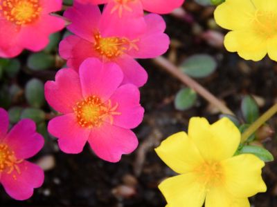 Pink And Yellow Portulaca Flowers
