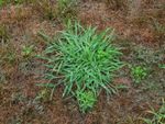 Broadleaf Signalgrass Weeds