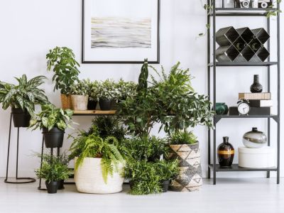 Variety Of Indoor Potted Plants In Containers
