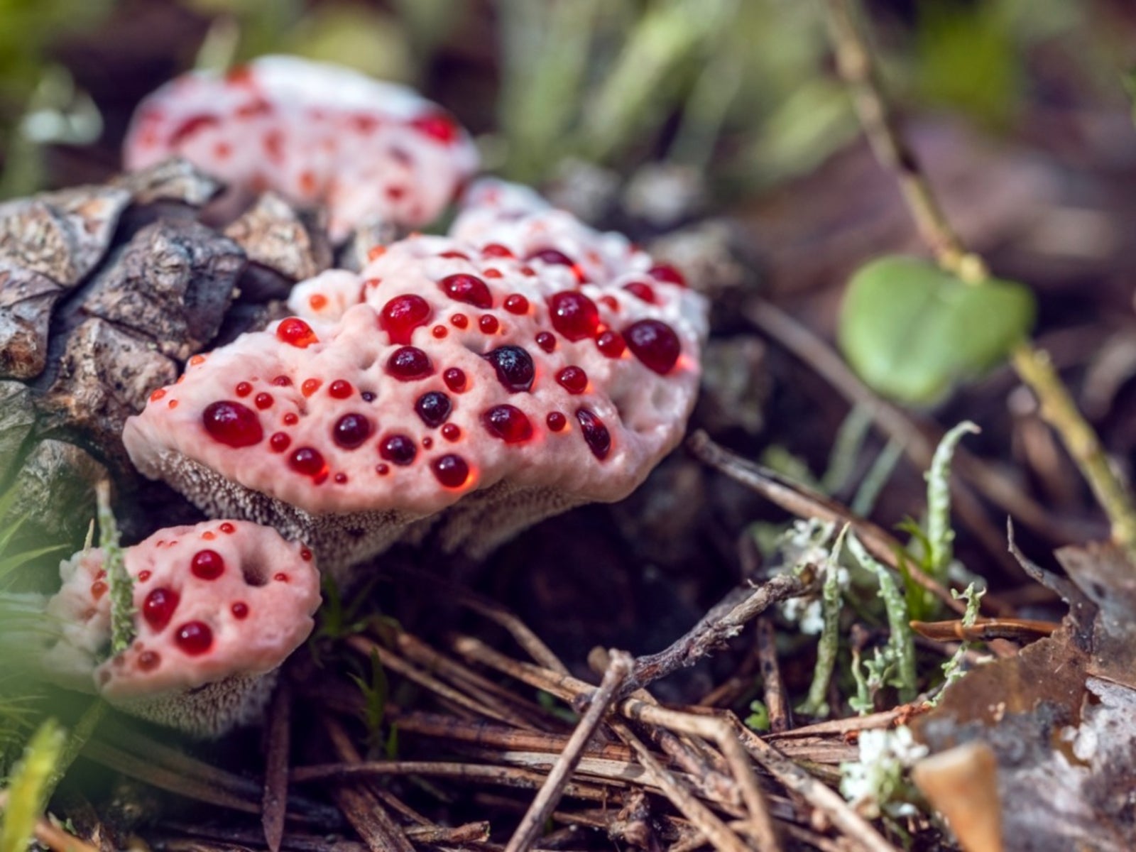 Bleeding Tooth Fungus Information - What To Do With Bleeding Tooth Fungus  Mushrooms