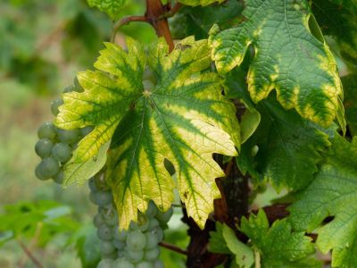 Leaf Chlorosis In Plants