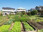 A Backyard Suburban Garden Full Of Vegetables And Plants