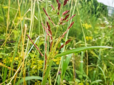 Red Scaled Johnson Grass