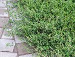 Green Prostrate Pigweed Along Bricks
