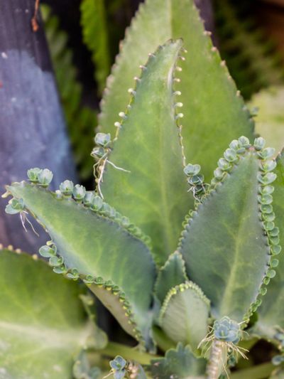 Close Up Of A Mother Of Thousands Plant