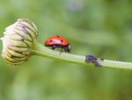A Lady Bug On A Plant With Pests