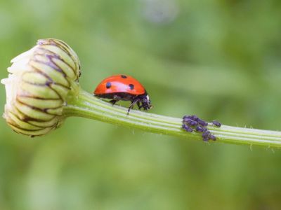 A Lady Bug On A Plant With Pests