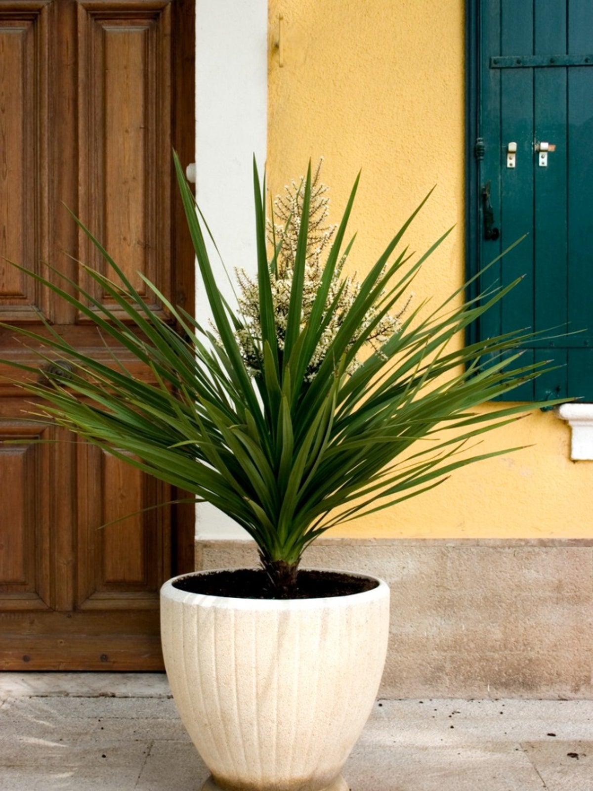 Yucca cane plant care indoors