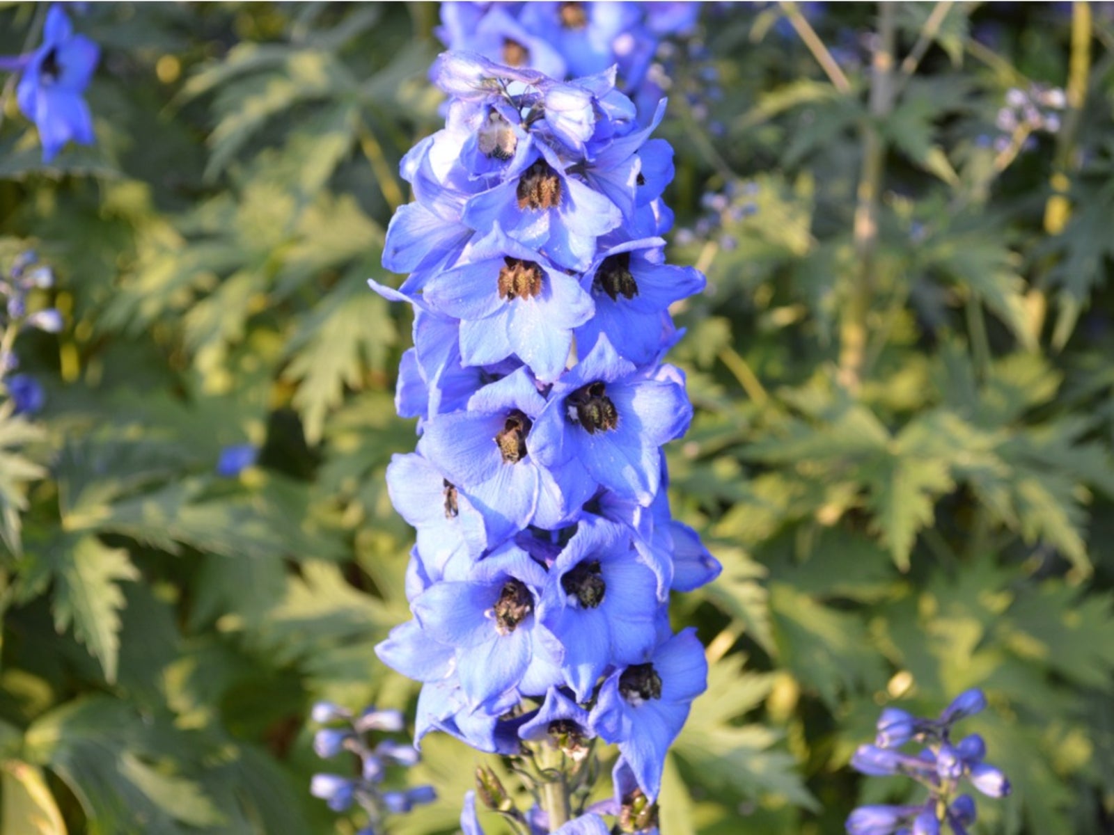 What Does Larkspur Look Like? 