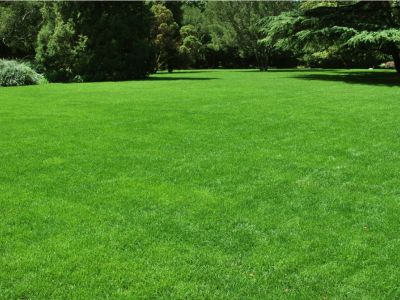 Large Green Lawn Area
