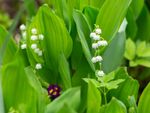 White Tiny Flowers On Lily Of The Valley Plant