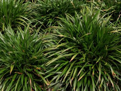 Long Monkey Grass Patches