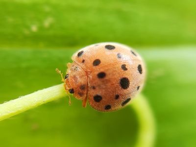 A Brown Mexican Bean Beetle On A Plant