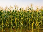 A Corn Field