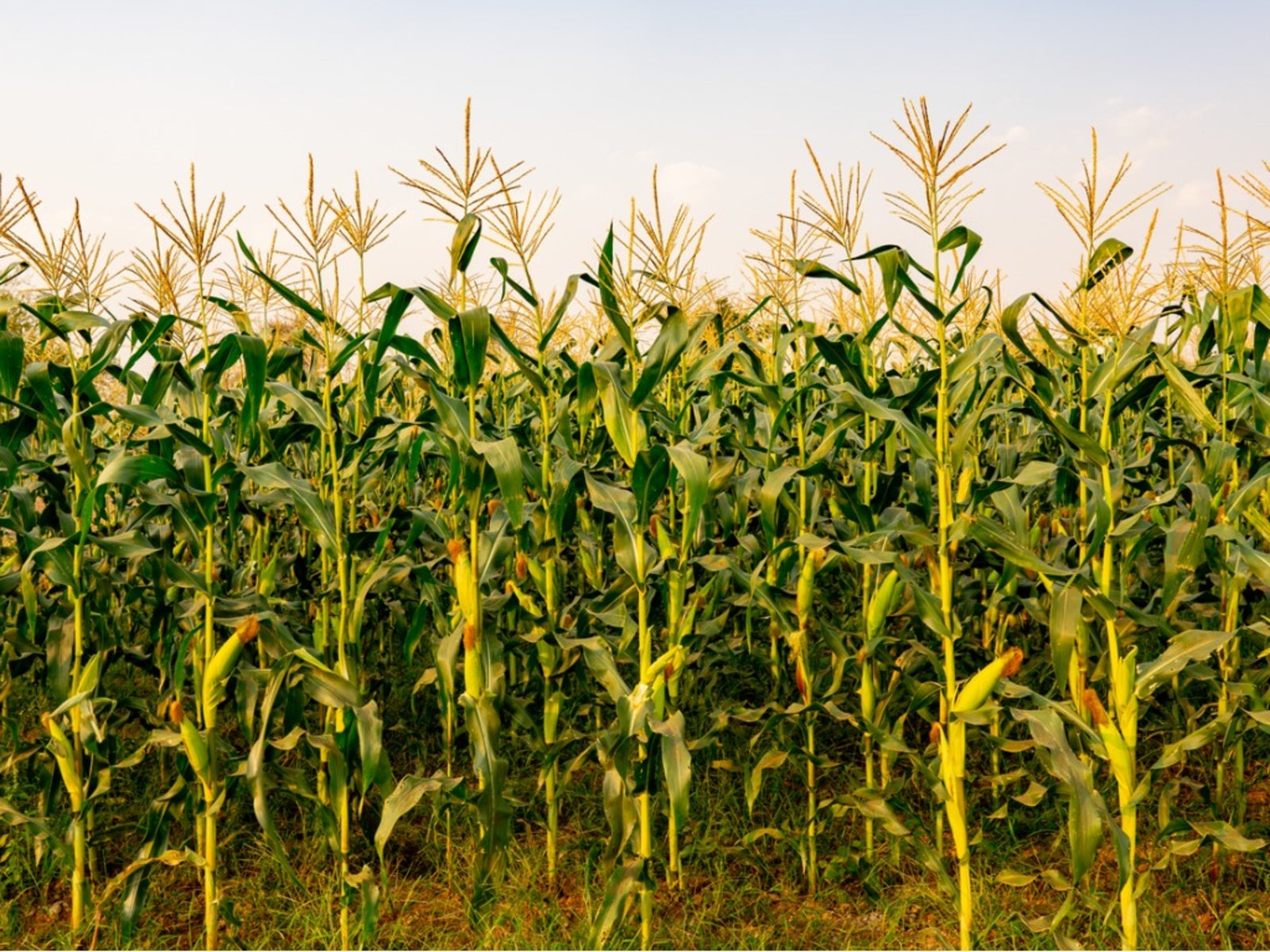 How to Grow a Corn Plant 