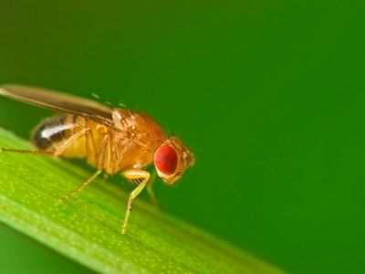 Close Up Of A Fruit Fly