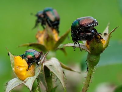 Japanese Beetles On Rose Plants