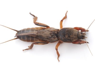 A Mole Cricket Insect