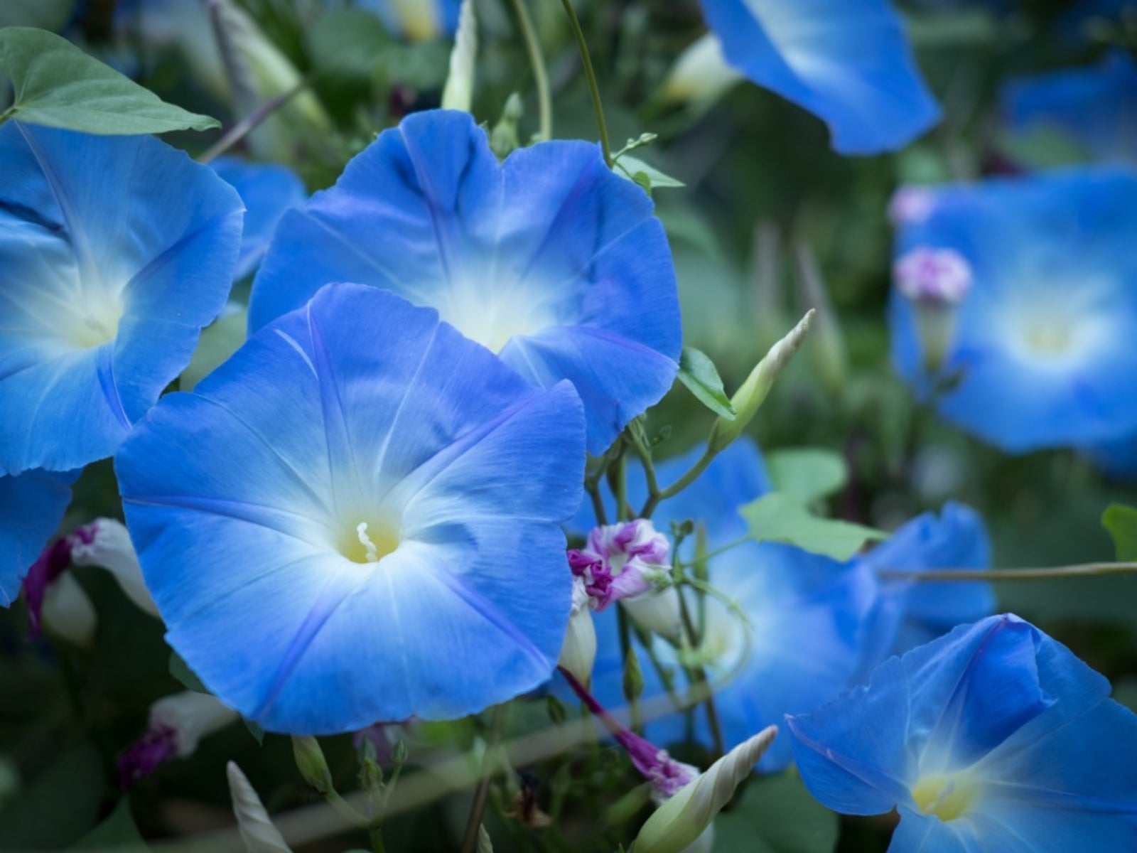 Care Of Morning Glory Plants   How And When To Plant Morning Glories