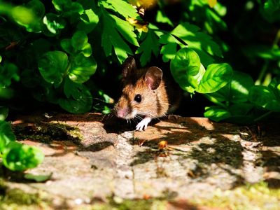 A Tiny Mouse In The Garden
