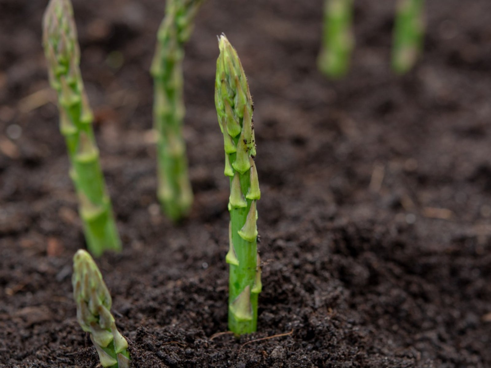 growing asparagus: information on asparagus care