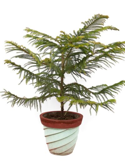 A Potted Norfolk Island Pine Houseplant