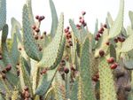 Prickly Pear Cow's Tongue Plants