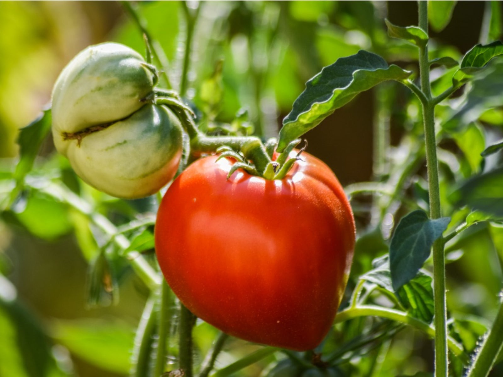 Early Girl Tomato Facts: Tips For Growing An Early Girl Tomato Plant