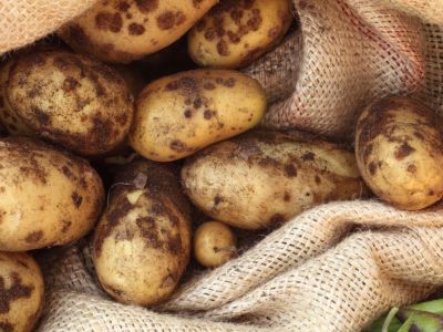 Scab Disease On Potatoes