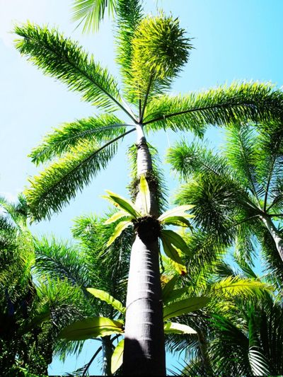 Tall Foxtail Palms