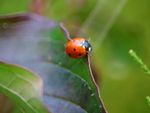 A Ladybug In The Garden