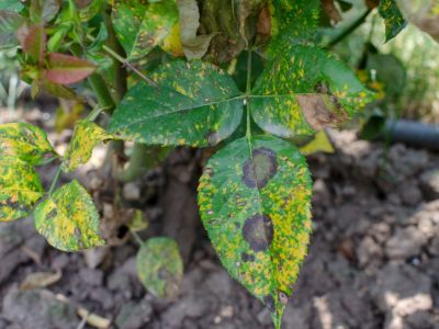 Rose Rust Disease Spots On Rose Bush Leaves