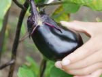 Harvesting Of An Eggplant