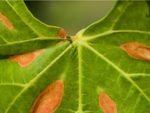 Xylella Fastidiosa Disease On A Plant