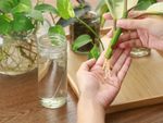 Houseplant Cutting For Propagation