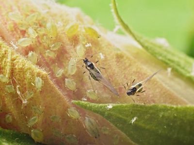 Insect Pests On Hibiscus Plants