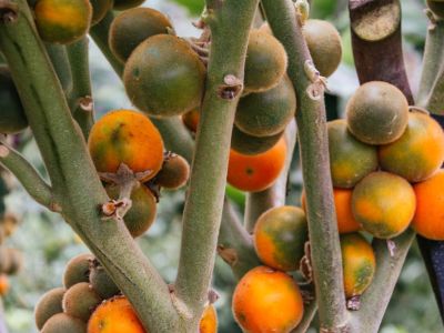 Naranjilla Plants Full Of Fruit