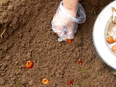 Gardener Planting Bulbs Into Soil