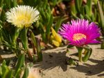 Yellow And Pink Hottentot Fig Ice Plants