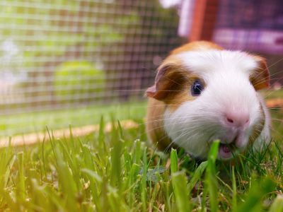 A Guinea Pig On The Lawn