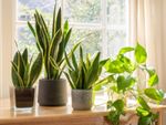 Indoor Potted Houseplants Infront Of A Window